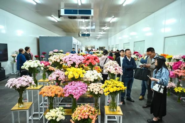 全国人均10枝云南鲜花为何依然被卡脖子？(图6)