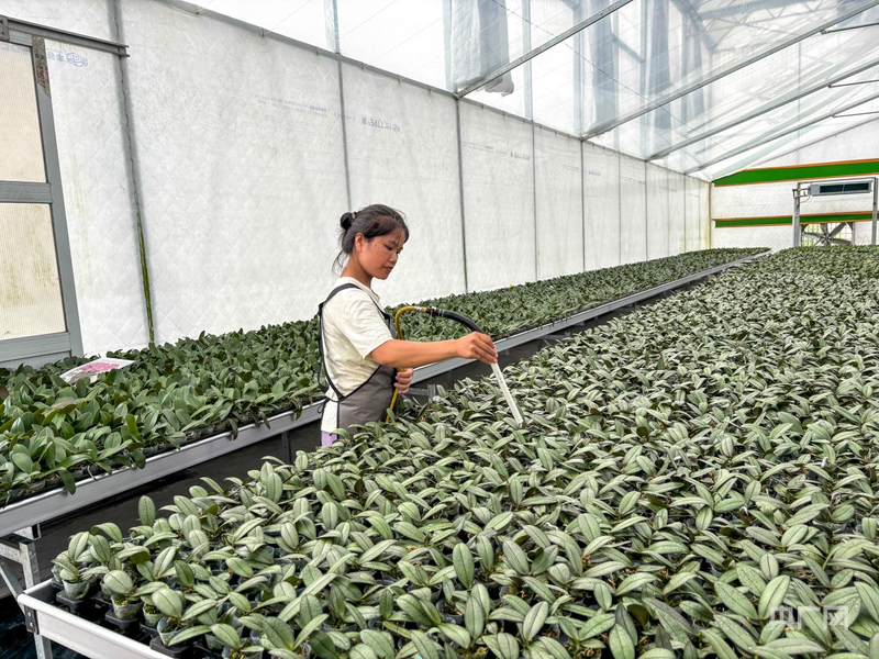 广西上林花卉产业园开出“共富花”(图1)