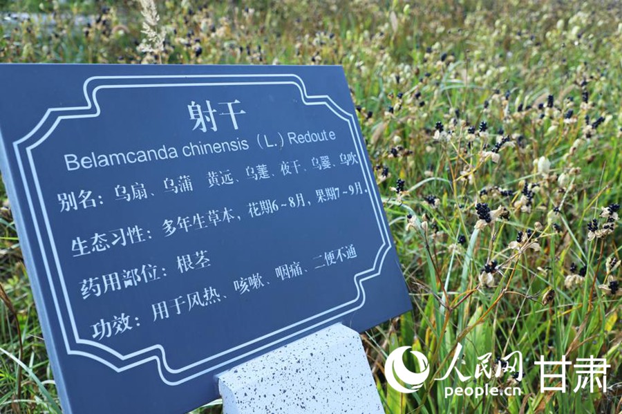 丝路IP机遇中国产业兴、生态美秦王川上动能澎湃(图1)