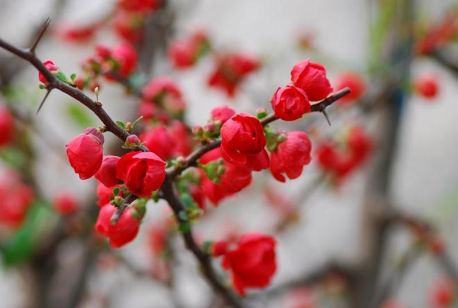 长寿冠海棠：红宝石般的花中“双面美人”(图3)