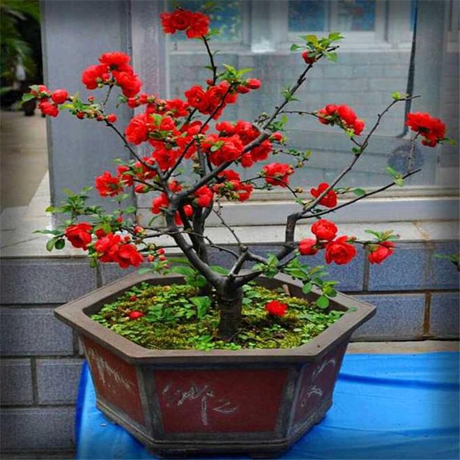 长寿冠海棠：红宝石般的花中“双面美人”(图1)
