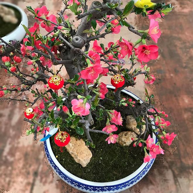 长寿冠海棠：红宝石般的花中“双面美人”(图2)