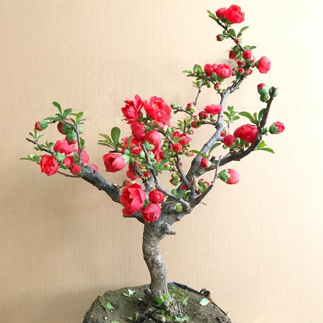 长寿冠海棠：红宝石般的花中“双面美人”(图4)