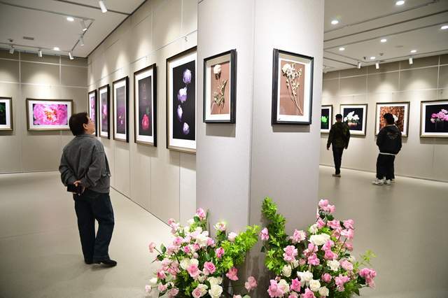 临夏牡丹摄影作品集兰州巡展马健用影像诠释花儿之美(图3)
