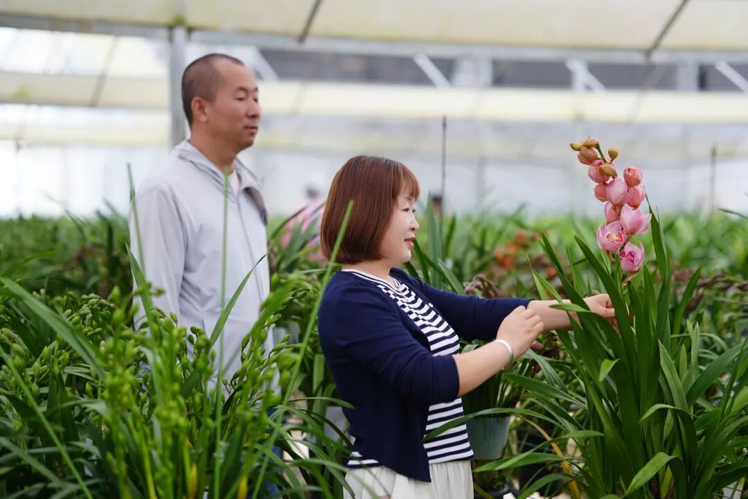 新“花”样来袭！明星产品促红塔区花卉产业升级(图1)