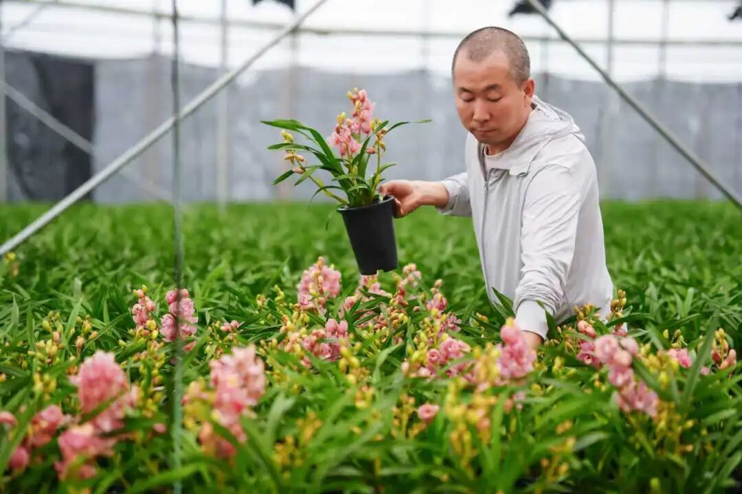 新“花”样来袭！明星产品促红塔区花卉产业升级(图5)