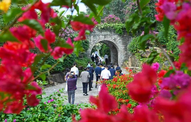 花都三角梅展盛大启幕！数百盆景、花卉品种惊艳亮相(图5)