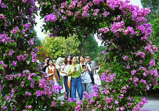花都三角梅展盛大启幕！数百盆景、花卉品种惊艳亮相(图8)