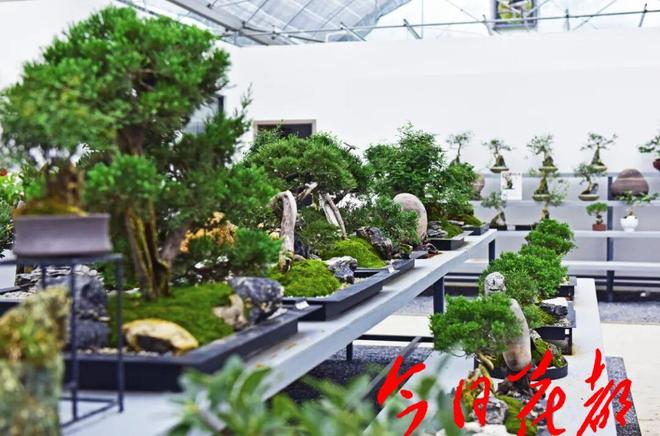 花都三角梅展盛大启幕！数百盆景、花卉品种惊艳亮相(图6)