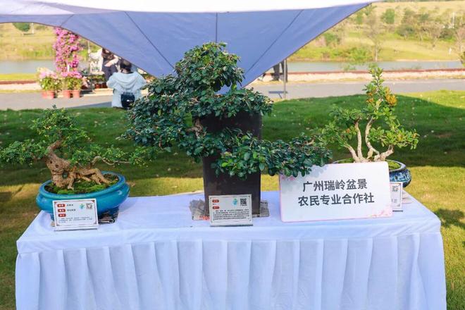 花都三角梅展盛大启幕！数百盆景、花卉品种惊艳亮相(图4)