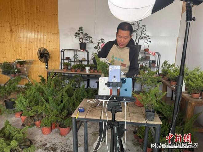 江苏“花乡”“双十一”飘香：花木电商日进斗金(图1)
