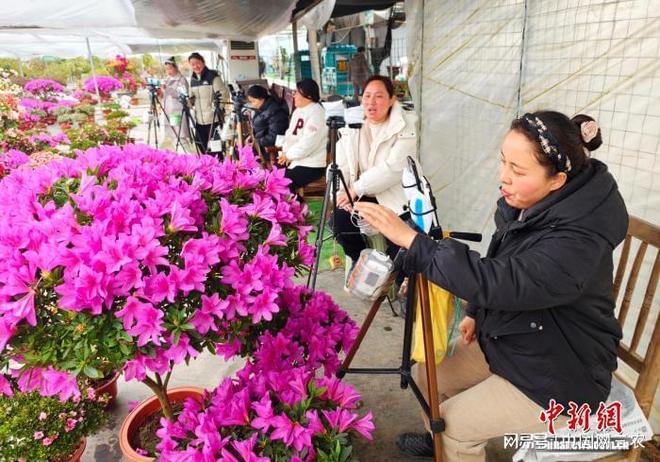 江苏“花乡”“双十一”飘香：花木电商日进斗金(图2)