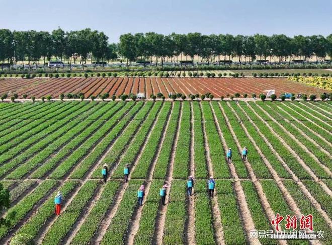 江苏“花乡”“双十一”飘香：花木电商日进斗金(图3)