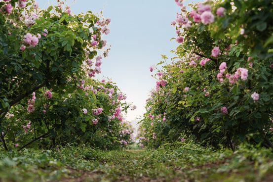 个人洗护国货销量第一品牌：半亩花田十五年穿越周期的增长密码(图1)