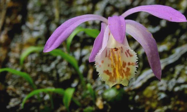 四川两兄弟悬崖盗挖独蒜兰1362株3年卖花所得21万元各获刑3年(图1)