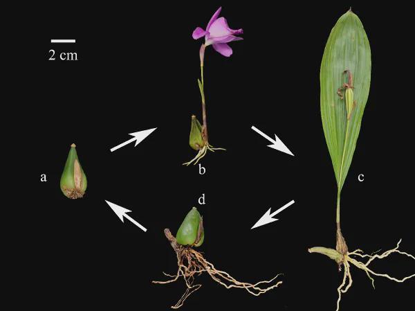 四川两兄弟悬崖盗挖独蒜兰1362株3年卖花所得21万元各获刑3年(图8)