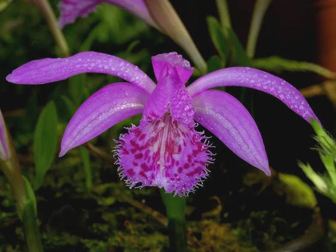 四川两兄弟悬崖盗挖独蒜兰1362株3年卖花所得21万元各获刑3年(图6)