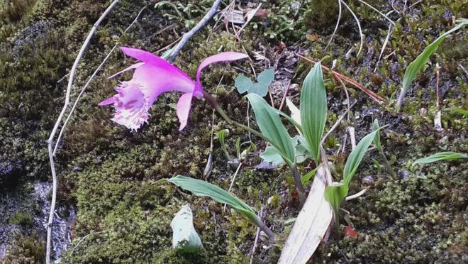 四川两兄弟悬崖盗挖独蒜兰1362株3年卖花所得21万元各获刑3年(图7)