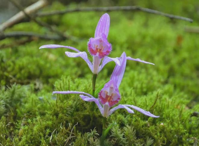 四川两兄弟悬崖盗挖独蒜兰1362株3年卖花所得21万元各获刑3年(图10)