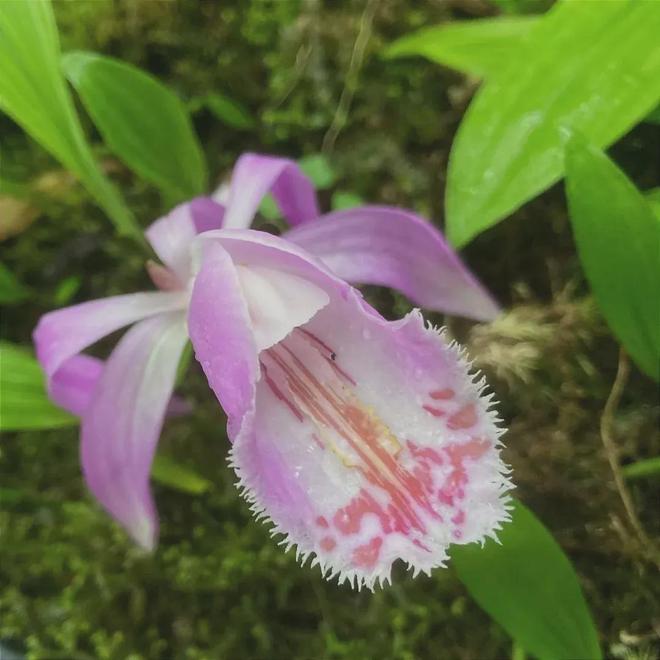 四川两兄弟悬崖盗挖独蒜兰1362株3年卖花所得21万元各获刑3年(图9)