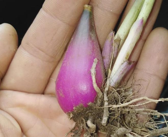 四川两兄弟悬崖盗挖独蒜兰1362株3年卖花所得21万元各获刑3年(图3)