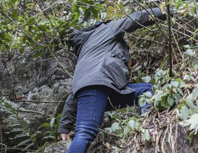 四川两兄弟悬崖盗挖独蒜兰1362株3年卖花所得21万元各获刑3年(图2)