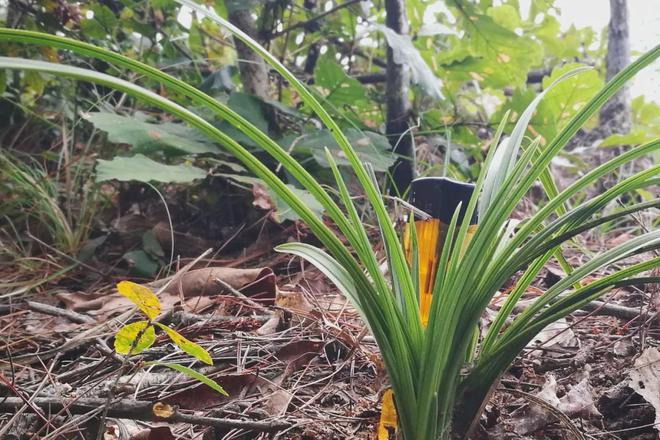 河南男子偷挖8株九节兰获利75元被判刑16个月罚款1000元(图4)