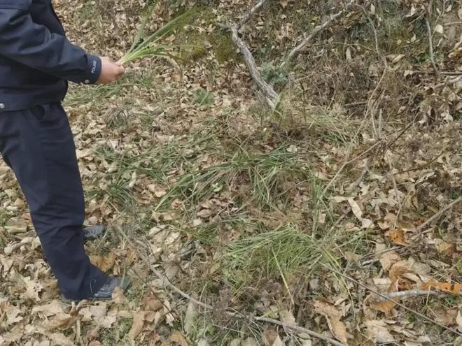 河南男子偷挖8株九节兰获利75元被判刑16个月罚款1000元(图2)