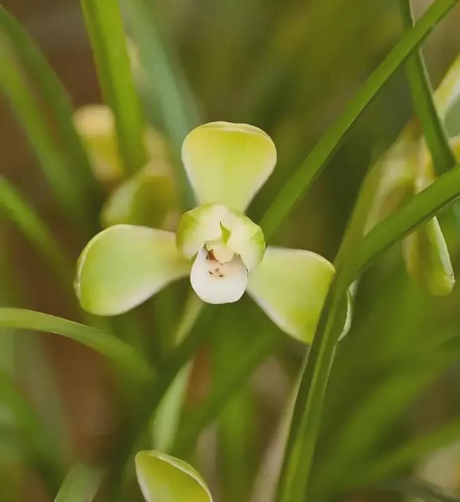 河南男子偷挖8株九节兰获利75元被判刑16个月罚款1000元(图5)