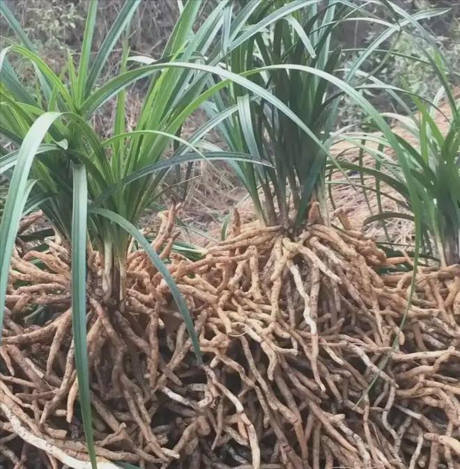 河南男子偷挖8株九节兰获利75元被判刑16个月罚款1000元(图6)