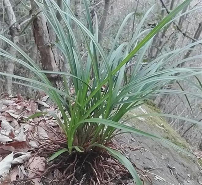 河南男子偷挖8株九节兰获利75元被判刑16个月罚款1000元(图7)