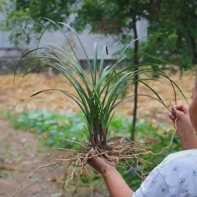 河南男子偷挖8株九节兰获利75元被判刑16个月罚款1000元(图8)