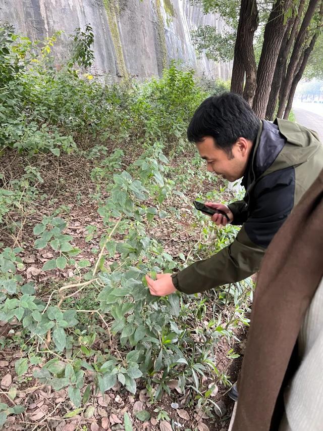 副教授看到路边“毒花丛”立即举报检察官为“拔草除花”还出了庭(图1)