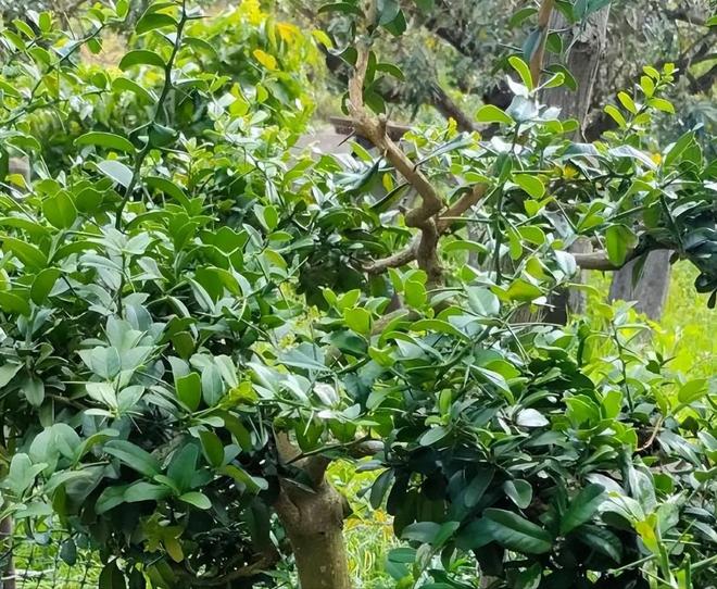 一株就入刑!24年浙江夫妻售卖30余株挣1000元却被判3年罚17万(图4)