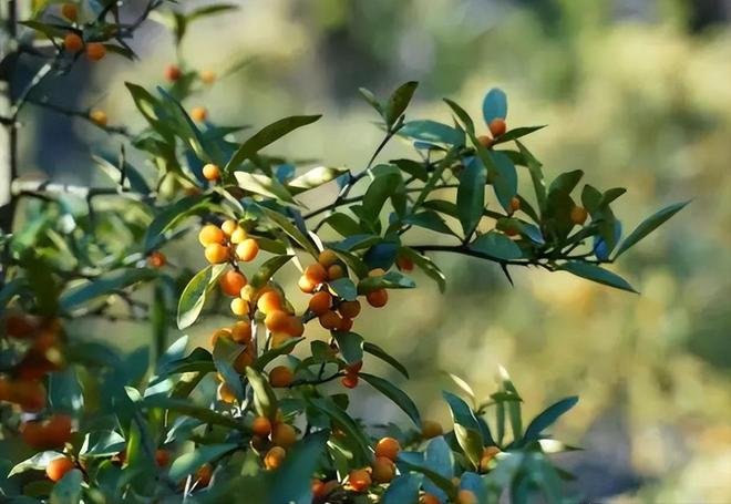 一株就入刑!24年浙江夫妻售卖30余株挣1000元却被判3年罚17万(图1)