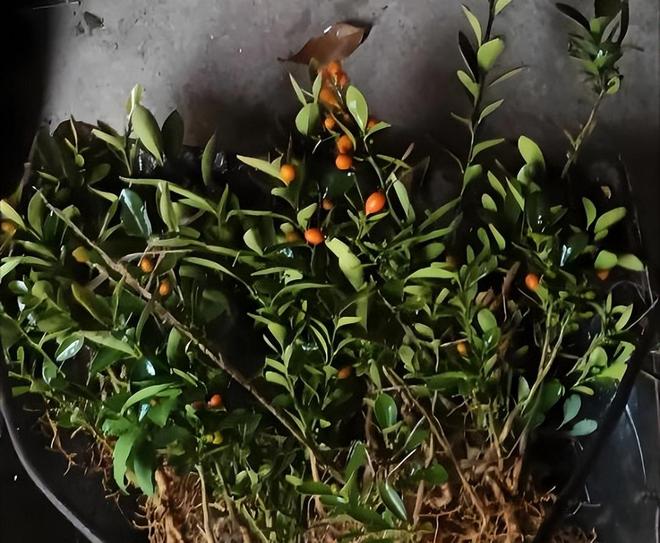 一株就入刑!24年浙江夫妻售卖30余株挣1000元却被判3年罚17万(图7)