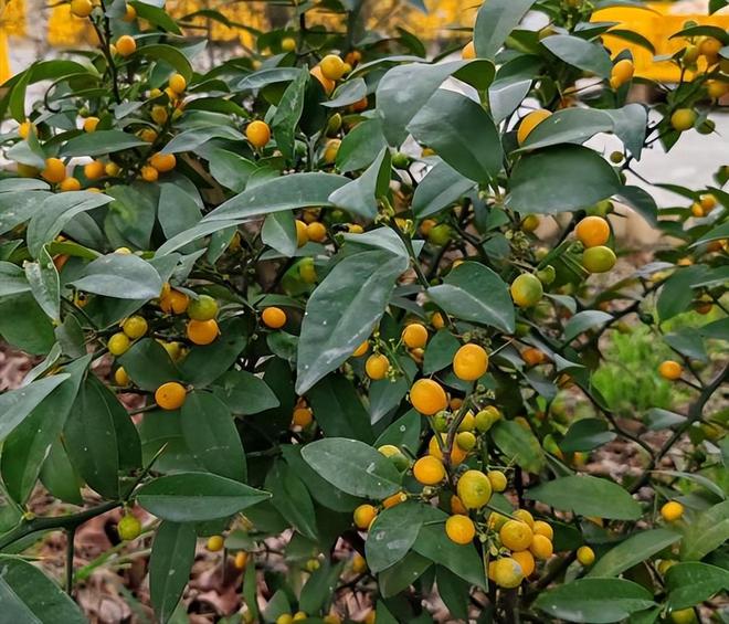 一株就入刑!24年浙江夫妻售卖30余株挣1000元却被判3年罚17万(图9)