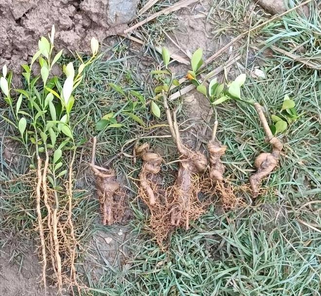 一株就入刑!24年浙江夫妻售卖30余株挣1000元却被判3年罚17万(图12)