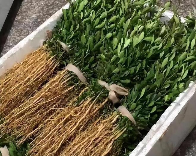 一株就入刑!24年浙江夫妻售卖30余株挣1000元却被判3年罚17万(图11)