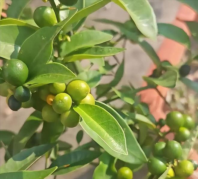 一株就入刑!24年浙江夫妻售卖30余株挣1000元却被判3年罚17万(图10)