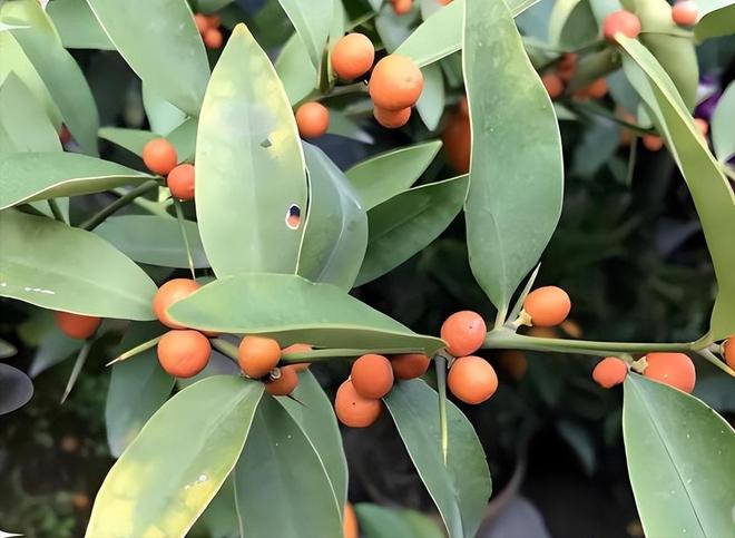 一株就入刑!24年浙江夫妻售卖30余株挣1000元却被判3年罚17万(图5)