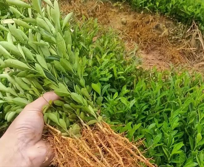 一株就入刑!24年浙江夫妻售卖30余株挣1000元却被判3年罚17万(图6)