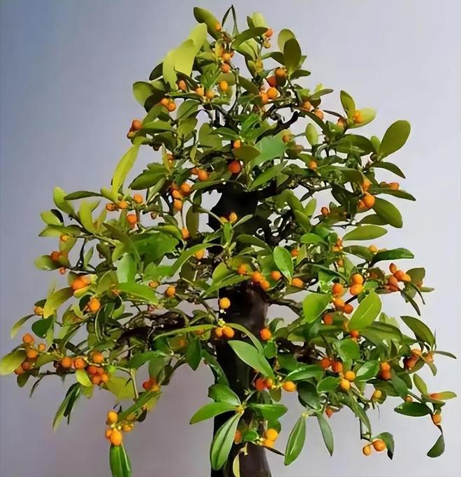 一株就入刑!24年浙江夫妻售卖30余株挣1000元却被判3年罚17万(图17)