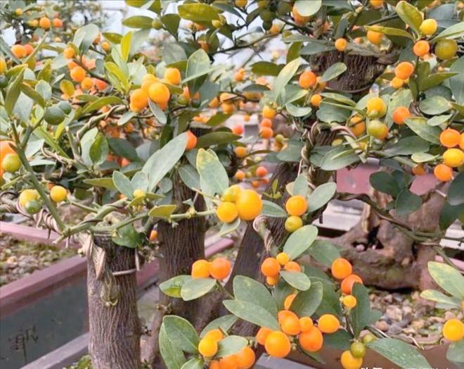 一株就入刑!24年浙江夫妻售卖30余株挣1000元却被判3年罚17万(图14)