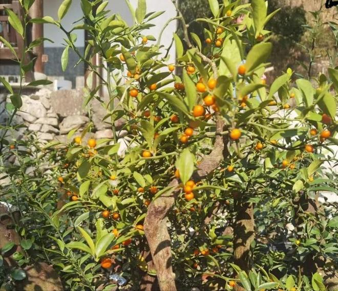 一株就入刑!24年浙江夫妻售卖30余株挣1000元却被判3年罚17万(图13)