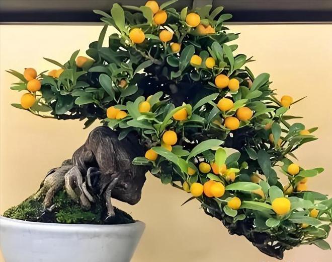 一株就入刑!24年浙江夫妻售卖30余株挣1000元却被判3年罚17万(图19)