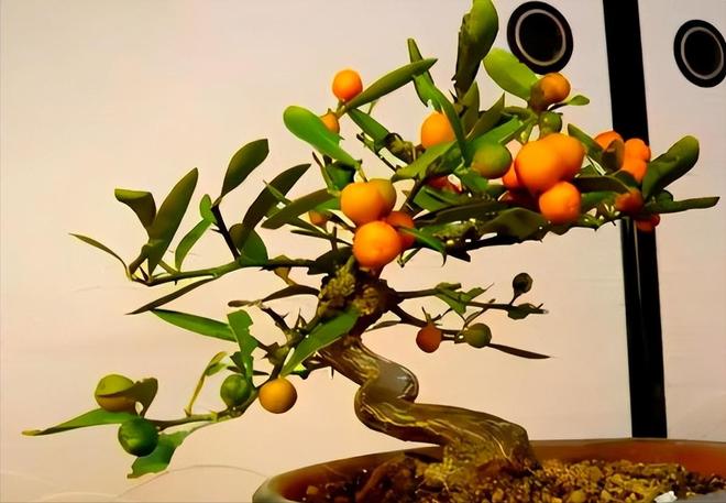 一株就入刑!24年浙江夫妻售卖30余株挣1000元却被判3年罚17万(图20)