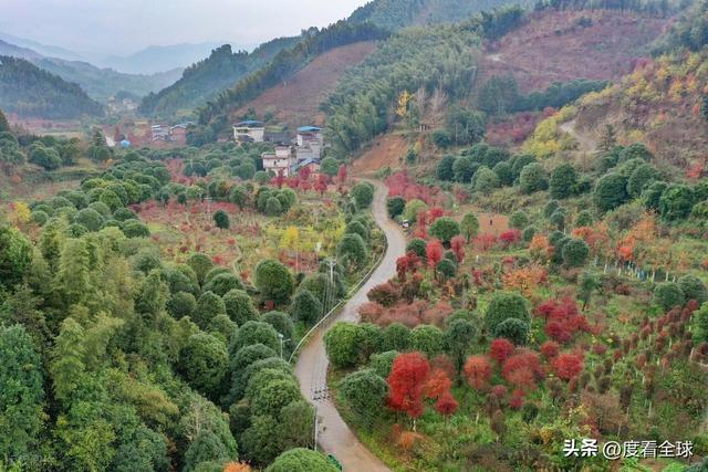 不砍树不挖矿！全州小村靠红枫逆袭20年走出生态致富新路子(图14)