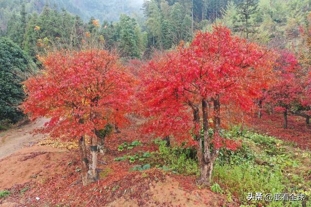 不砍树不挖矿！全州小村靠红枫逆袭20年走出生态致富新路子(图2)