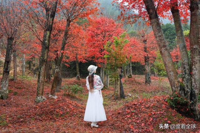 不砍树不挖矿！全州小村靠红枫逆袭20年走出生态致富新路子(图13)